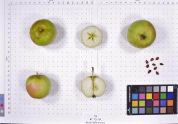 Click for 2 image(s) for this accession. FRUIT